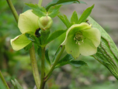 Helleborus orientalis Hybriden bestellen